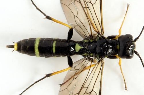Cephus spinipes