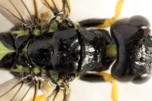 Cephus spinipes