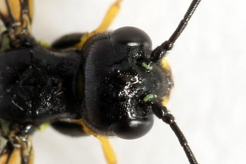 Cephus spinipes
