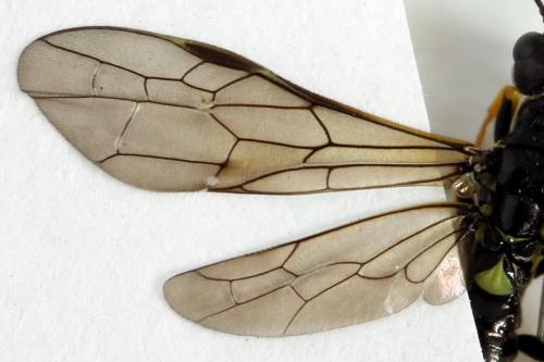 Cephus spinipes