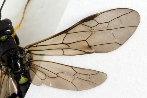 Cephus spinipes