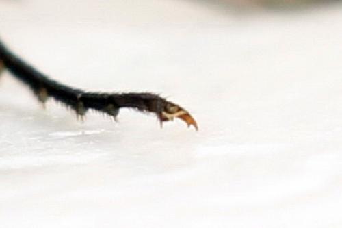 Cephus spinipes