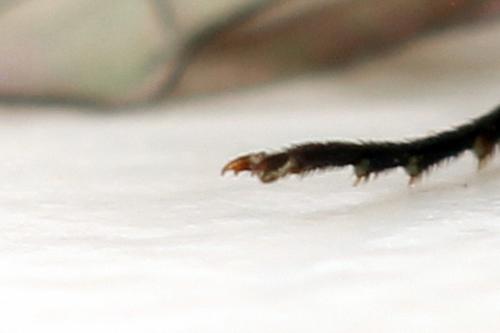 Cephus spinipes
