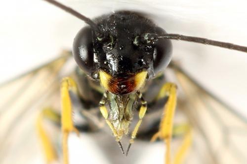 Cephus spinipes