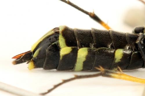 Cephus spinipes