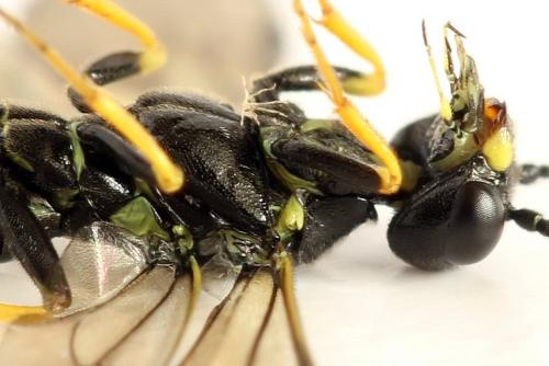 Cephus spinipes