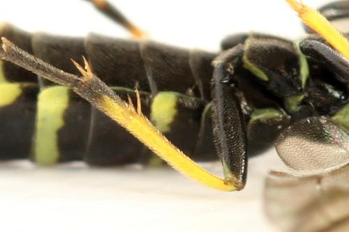 Cephus spinipes