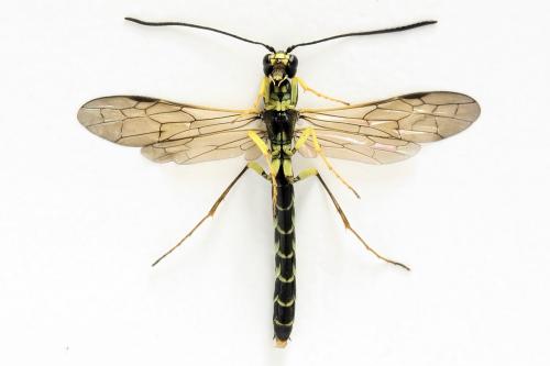 Calameuta filiformis