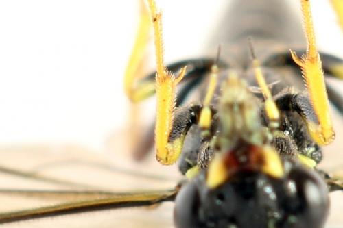 Cephus spinipes