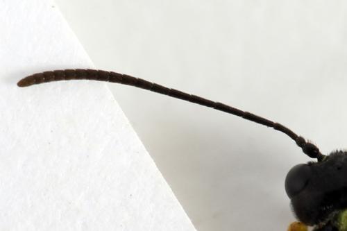 Cephus spinipes