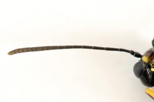 Cephus spinipes
