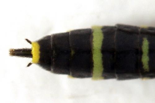 Cephus spinipes