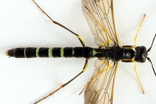 Calameuta filiformis
