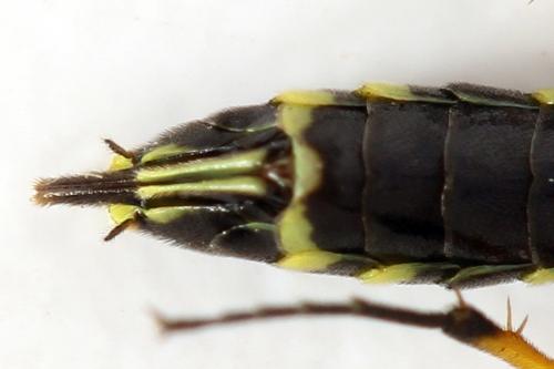 Cephus spinipes