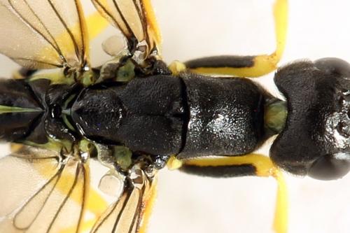 Calameuta filiformis