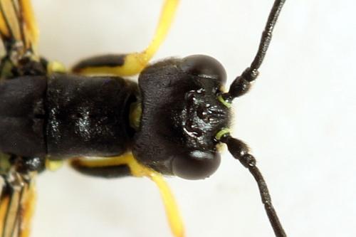 Calameuta filiformis