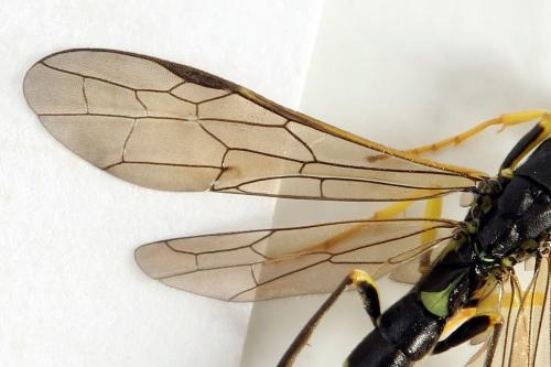 Calameuta filiformis