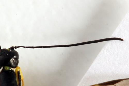 Calameuta filiformis