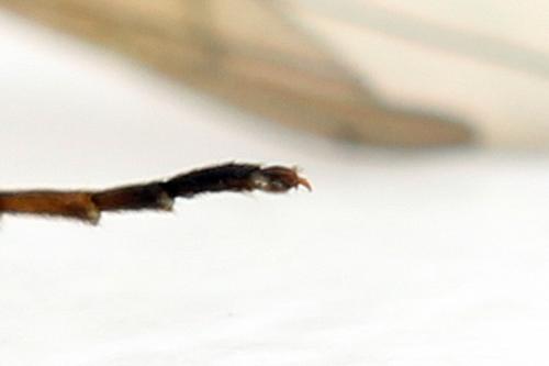 Calameuta filiformis