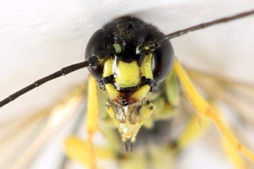 Calameuta filiformis