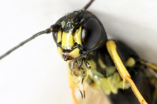 Calameuta filiformis