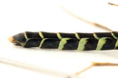 Calameuta filiformis