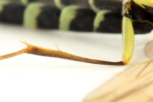 Calameuta filiformis