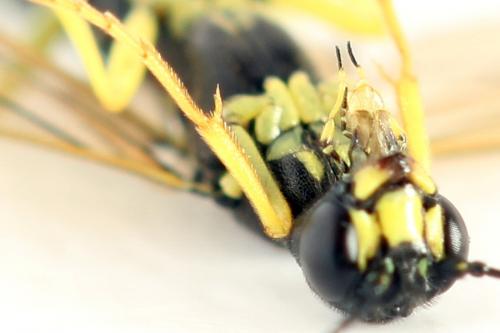 Calameuta filiformis