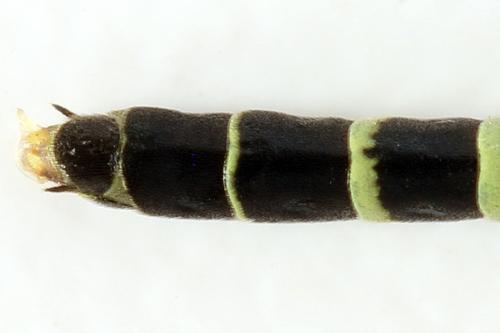Calameuta filiformis