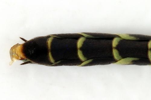 Calameuta filiformis