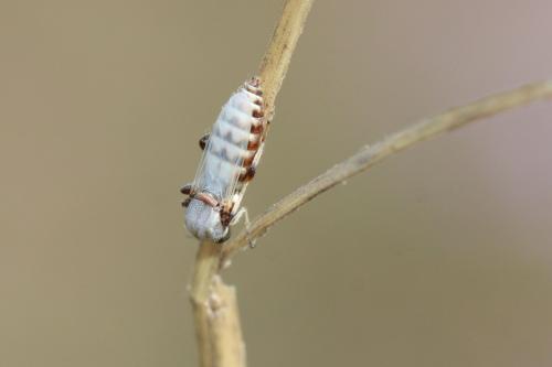 Réf. 291 826 : Sphaeromias pictus