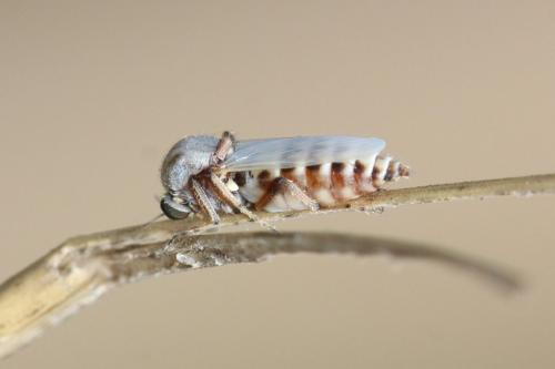 Réf. 291 827 : Sphaeromias pictus