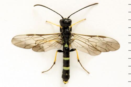 Cephus spinipes