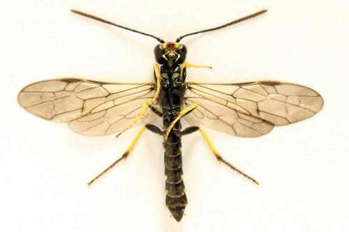 Cephus spinipes