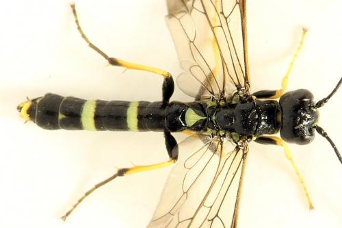 Cephus spinipes