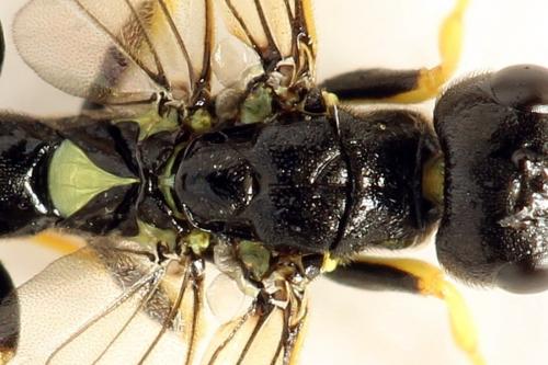 Cephus spinipes