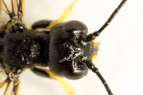 Cephus spinipes