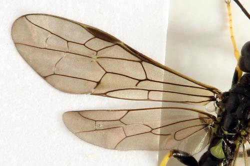 Réf. 291 007 : Cephus spinipes