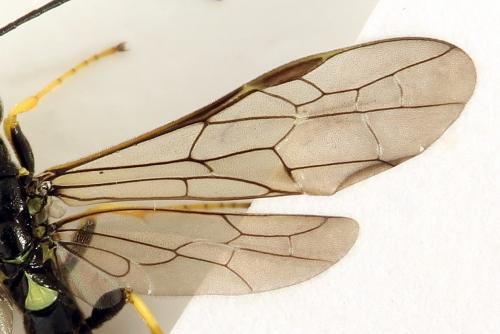 Cephus spinipes
