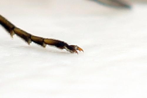Cephus spinipes
