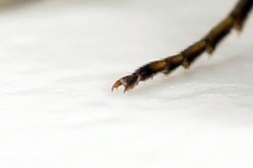 Cephus spinipes