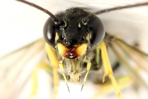 Cephus spinipes