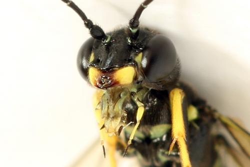 Cephus spinipes