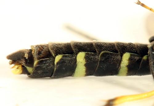 Cephus spinipes
