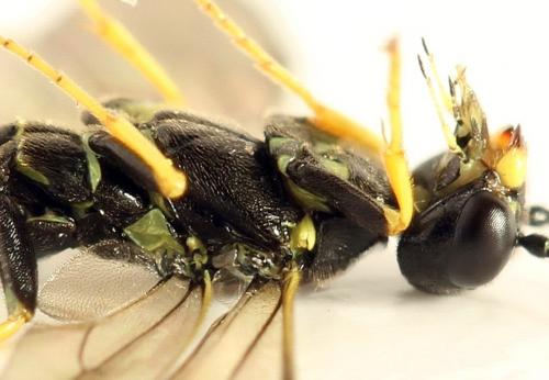 Cephus spinipes