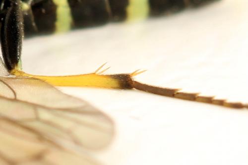 Cephus spinipes
