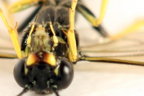 Cephus spinipes