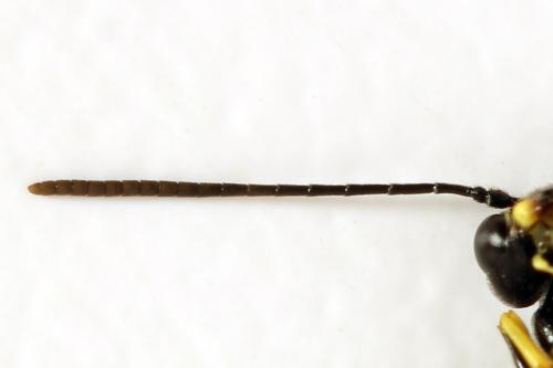 Cephus spinipes