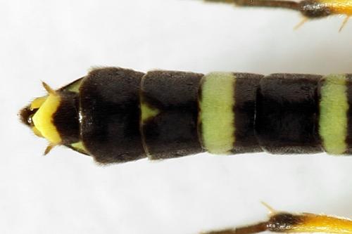 Cephus spinipes