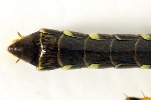 Cephus spinipes